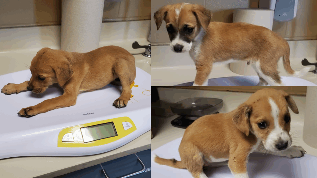 Crisis de animales en Wichita: más de 800 mascotas llegaron al refugio solo en octubre