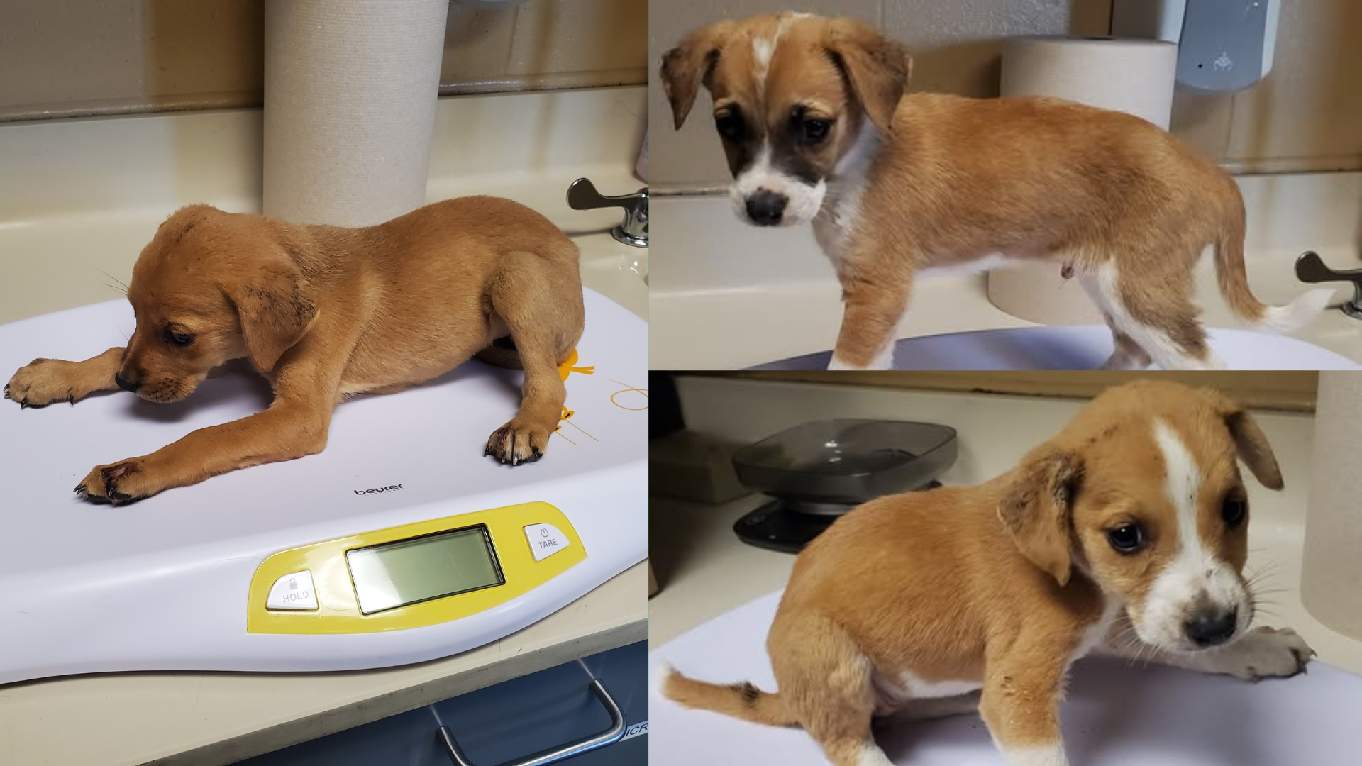 Crisis de Animales en Wichita: Más de 800 Mascotas Necesitan Tu Ayuda en el Refugio