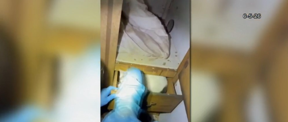 Rescatan 28 gatos y gatitos de una vivienda en Augusta, Kansas; investigan posible caso de acumulación de animales